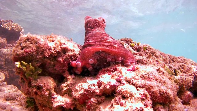 Cyane's octopus (Octopus cyanea) sits on a rock, pull the tentacles and touch camera, Indian Ocean, Hikkaduwa, Sri Lanka, South Asia 
