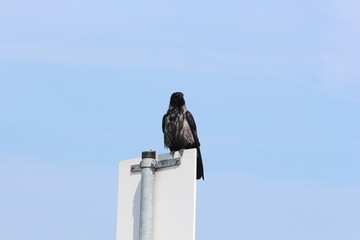 Rabe auf Verkehrsschild
