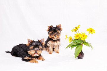 Two puppies Yorkshire terrier