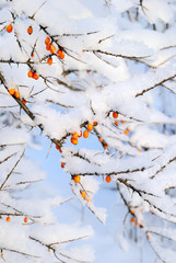 Sea-buckthorns (Hippophae)