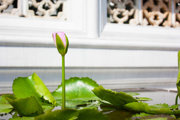 The image "Violet Lotus blur background"