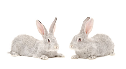 Two gray rabbit isolated on white background