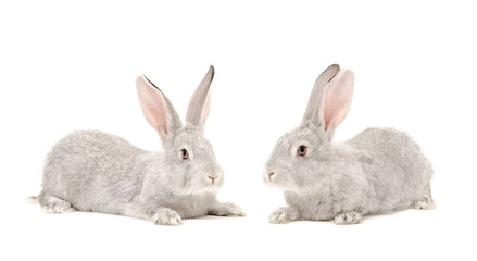 Obraz premium Two gray rabbit isolated on white background