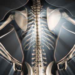 human bones radiography scan image