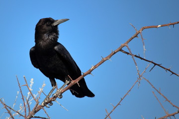 Crow in Etosha, Namibia