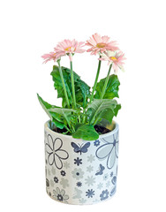 Pink Gerbera flowers, green leaves, flowerpot, close up, isolated. Asteraceae (daisy family).