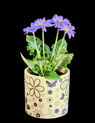 Violet, mauve Gerbera flowers, green leaves, flowerpot, close up, isolated. Asteraceae (daisy family).
