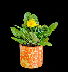 Yellow Gerbera flowers, green leaves, flowerpot, close up, isolated. Asteraceae (daisy family).