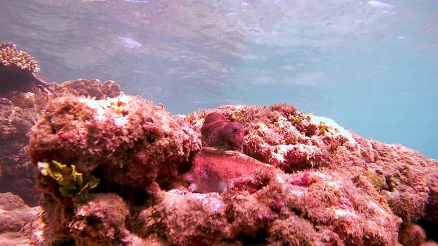 curious red octopus cautiously crawled out from his hiding place, Indian Ocean, Hikkaduwa, Sri Lanka, South Asia 
