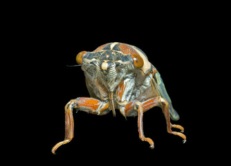 Cicada en face 3