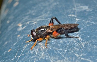 Haired fly 15