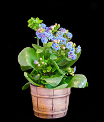 Blue Calandiva flowers, Kalanchoe, family Crassulaceae, close up, bokeh gradient background.