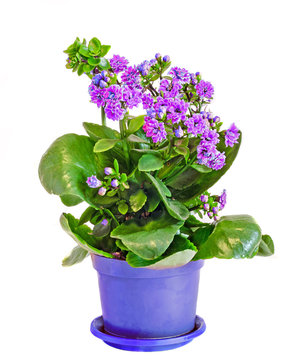 Violet Calandiva flowers, Kalanchoe, family Crassulaceae, close up, white background.