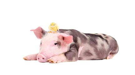 Cute little pig with a chicken on her head lying isolated on white background