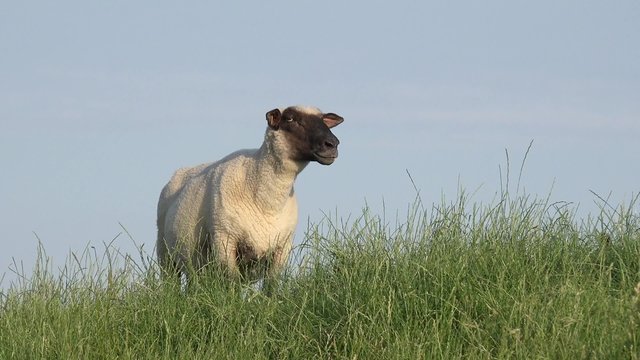 Schaf steht auf der Wiese