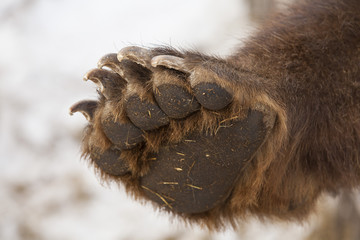 Obraz premium paw brown bear