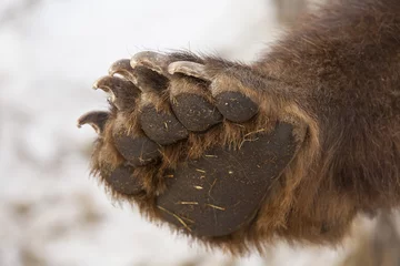 Foto op Canvas paw brown bear © bborriss