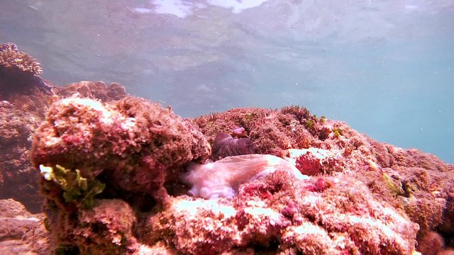 frightened octopus sitting on the stone changes color and is hiding in a hole, and then climbs on a rock, Indian Ocean, Hikkaduwa, Sri Lanka, South Asia 
