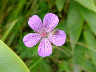 ハクサンフロウ　花　高山植物