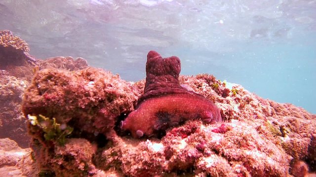 red octopus (Octopus cyanea) sits on a rock and cleans its tentacles eyes, Indian Ocean, Hikkaduwa, Sri Lanka, South Asia 
