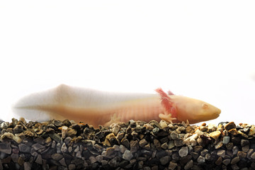 Axolotl (Ambystoma mexicanum) in aquarium