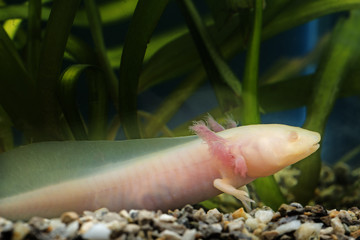Axolotl (Ambystoma mexicanum) in aquarium
