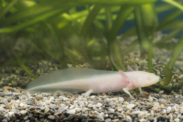 Axolotl (Ambystoma mexicanum) in aquarium
