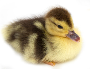 duckling on a white background