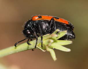 Black and red beetle on a flower