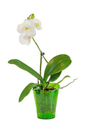 White branch orchid  flowers, vase, flowerpot, Orchidaceae, Phalaenopsis known as the Moth Orchid, abbreviated Phal.