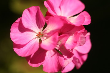 Fototapeta na wymiar Flower Geranium close-up abstract