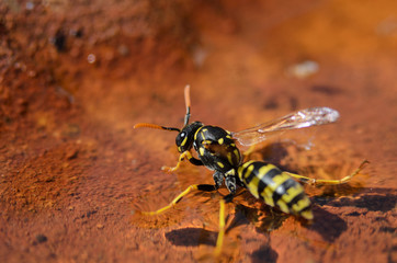 Wasp hovering on water and drinking