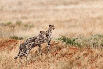 cheetah © Herbert