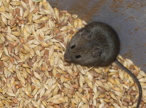 Mouse in the grain
