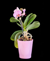 Pink branch orchid  flowers, vase, flowerpot, Orchidaceae, Phalaenopsis known as the Moth Orchid, abbreviated Phal. Black background.