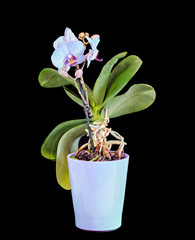 Blue branch orchid  flowers, vase, flowerpot, Orchidaceae, Phalaenopsis known as the Moth Orchid, abbreviated Phal. Black background.