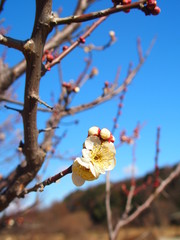 白梅咲く里山風景