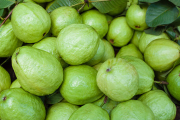 Fresh guava fruit. Green background.