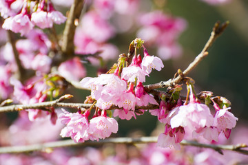 sakura, thai cherry blossom in garden