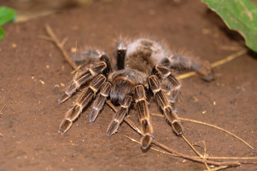 Tarantula