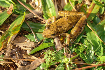 Frog