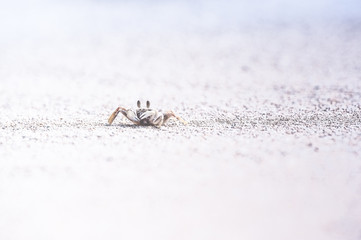 砂浜の蟹