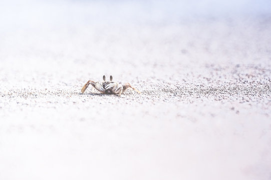 砂浜の蟹