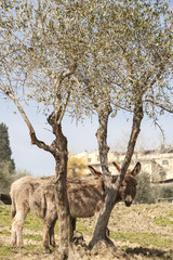 Naklejka premium The donkey and the olive tree