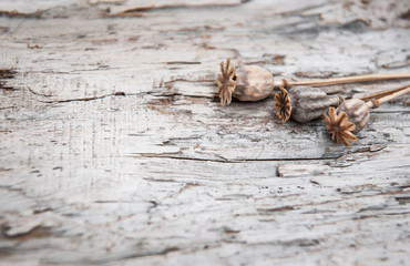 Grunge background with dry plants on the old wood