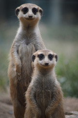 Group of meerkat at the wild nature