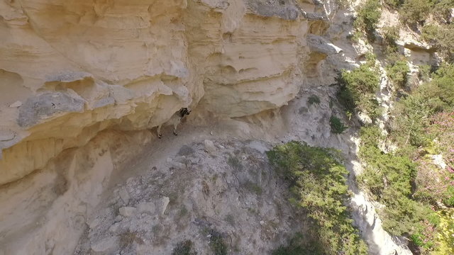 Aerial shot of a goat on a mountain ledge in Cyprus 
