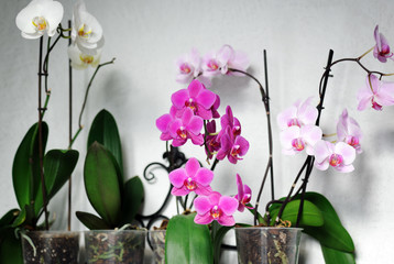 beautiful orchids