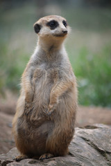 Meerkat or Surikate at the wild nature