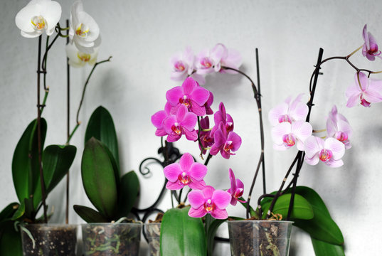 Fototapeta beautiful orchids